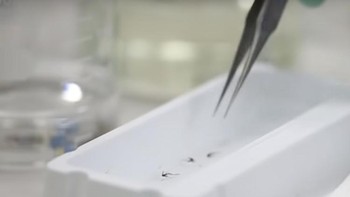 Nyamuk yang sudah terkena bakteri Wolbachia dilepas ke alam agar kawin dengan nyamuk Aedes aegypti, sehingga nyamuk dengan bakteri Wolbachia ini terus tersebar makin luas dan akhirnya menurunkan wabah demam berdarah. Foto: Blog Bill Gates  
