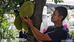 Melihat Kebun Buah Kampung Berseri Astra di Pekayon Bekasi