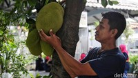 Kebun itu ditanami berbagai macam buah-buahan, salah satunya nangka.  