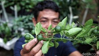 Kebun itu juga ditanami jeruk.  