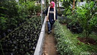 Tidak hanya menanam, warga juga melakukan pembibitan di kebun yang tidak begitu luas tersebut.  