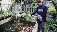 Tak hanya tanaman buah, KBA Pekayon Jaya juga memiliki kolam untuk budi daya ikan nila dan lele