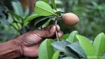 Melihat Kebun Buah Kampung Berseri Astra di Pekayon Bekasi