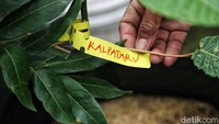 Warga juga melakukan pembibitan pohon kalpataru di lahan tersebut.