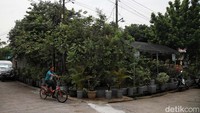 Kebun itu juga membuat kawasan Pekayon menjadi lebih asri.