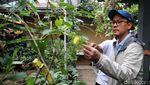 Melihat Kebun Buah Kampung Berseri Astra di Pekayon Bekasi