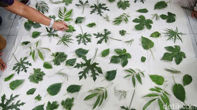 Melihat Pembuatan Batik Ecoprint Pekayon