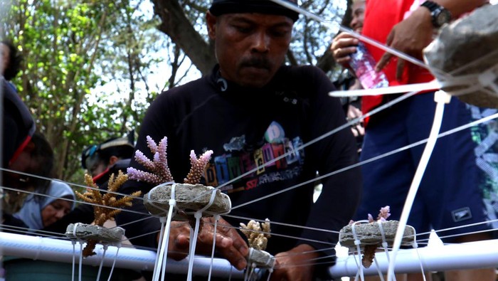 Nelayan memasang bibit terumbu karang pada media tanam di Pantai Bangsring, Banyuwangi, Jawa Timur, Jumat (24/11/2023). Tranplantasi terumbu karang yang dilakukan kelompok nelayan sejak tahun 2008 untuk mengembalikan biota bawah laut yang dahulu rusak akibat penangkapan ikan menggunakan bom itu, saat ini menjadi zona konservasi seluas 15 hektar yang menarik minat wisatawan turut serta peduli menjaga ekosistem bawah laut. ANTARA FOTO/Budi Candra Setya/rwa.