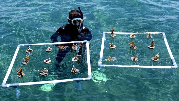 Nelayan memasang bibit terumbu karang pada media tanam di Pantai Bangsring, Banyuwangi, Jawa Timur, Jumat (24/11/2023). Tranplantasi terumbu karang yang dilakukan kelompok nelayan sejak tahun 2008 untuk mengembalikan biota bawah laut yang dahulu rusak akibat penangkapan ikan menggunakan bom itu, saat ini menjadi zona konservasi seluas 15 hektar yang menarik minat wisatawan turut serta peduli menjaga ekosistem bawah laut. ANTARA FOTO/Budi Candra Setya/rwa.