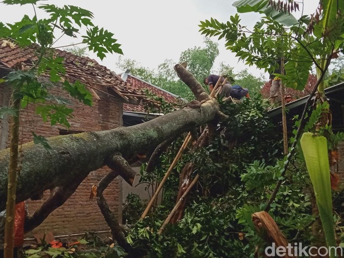 Pohon kluwih tumbang menimpa dua rumah di Desa Kebon, Bayat, Klaten, Jumat (24/11/2023) sore.