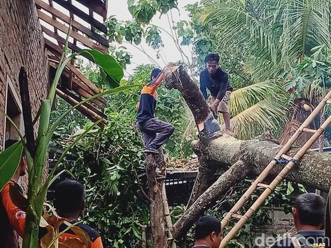 Pohon kluwih tumbang menimpa dua rumah di Desa Kebon, Bayat, Klaten, Jumat (24/11/2023) sore.