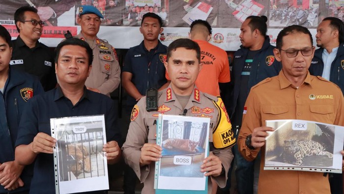 Pemilik harimau Sumatera berinisial AR saat diamankan di Polresta Samarinda.
