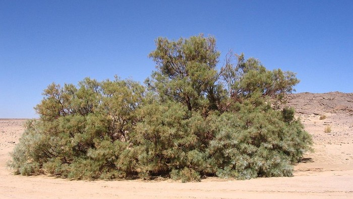 Tamarix aphylla, semak gurun tamarisk Athel di Aljazair.