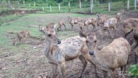Penangkaran rusa di Tahura Bandung.
