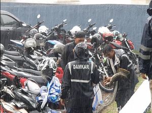 Geger Kemunculan Piton 3 Meter Saat Demo Buruh di Sukabumi