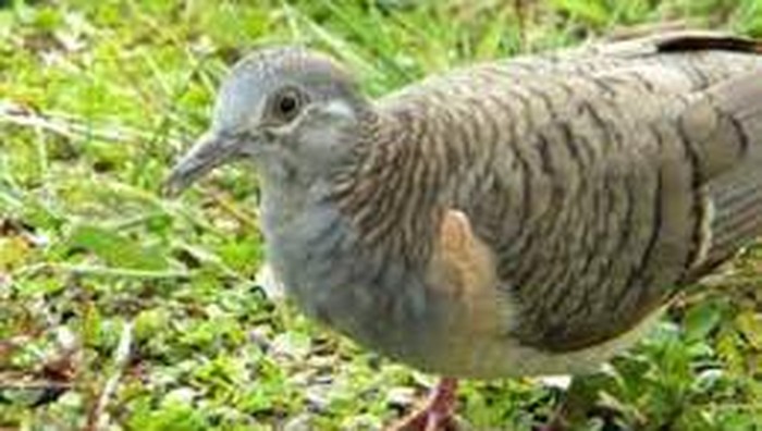 Burung Perkutut