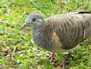 Mengenal Fauna dan Flora Identitas DIY: Burung Perkutut dan Pohon Kepel