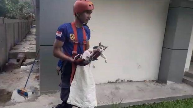 Damkar Padang mengevakuasi kucing yang terjebak di dinding kampus UNP. (Dok Istimewa)