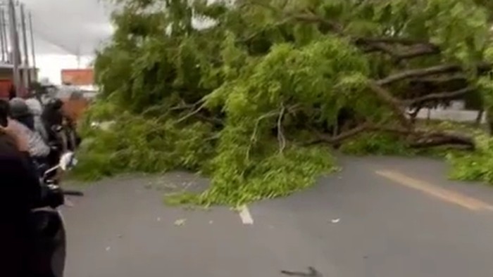 Pohon tumbang di Jalan Perintis Kemerdekaan, Makassar.
