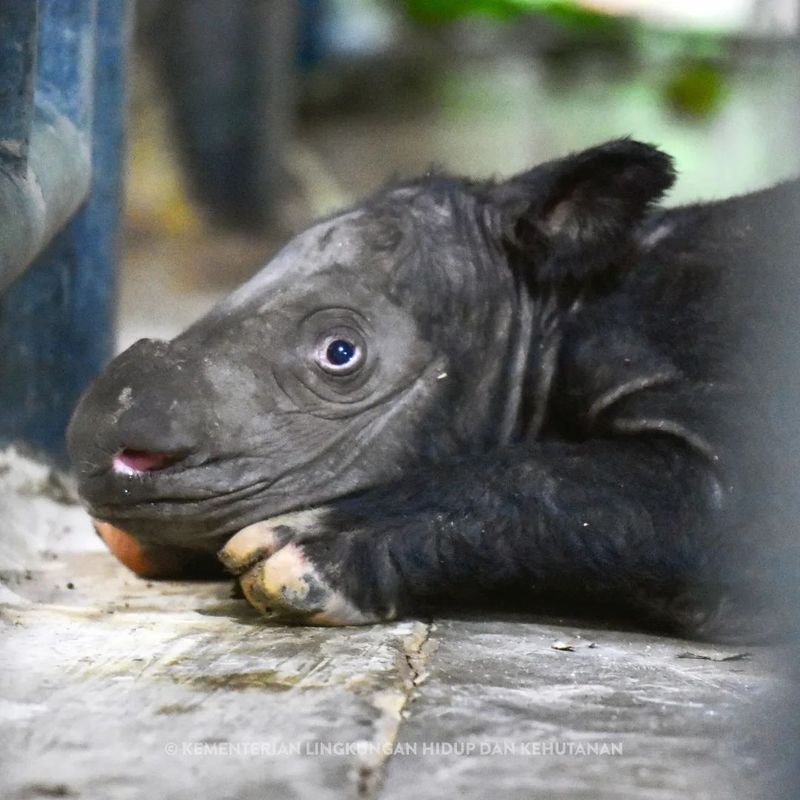 Anak badak Sumatera jantan yang baru lahir di Way Kambas