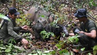 Badak Delilah, badak sumatera betina berumur 7 tahun, merupakan keberhasilan kelahiran pertama dari induk Delilah, yang merupakan perkawinannya dengan badak Harapan. Induk Delilah sendiri merupakan badak yang lahir hasil dari kelahiran kedua dari perkawinan badak Ratu dan badak Andalas di SRS TNWK pada tahun 2016.