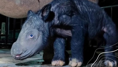 Foto: Gemasnya Anak Badak Sumatera yang Baru Lahir di Way Kambas