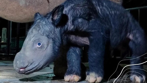 Foto: Gemasnya Anak Badak Sumatera yang Baru Lahir di Way Kambas