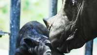 Anak badak sumatera (Dicerorhinus sumatrensis) jantan lahir dari induk bernama Delilah di Suaka Rhino Sumatera Taman Nasional Way Kambas (SRS TNWK), pada hari Sabtu (25/11).