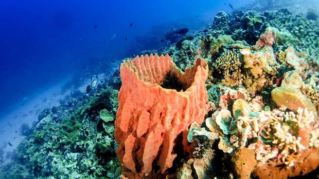Keindahan bawah laut di Bunaken