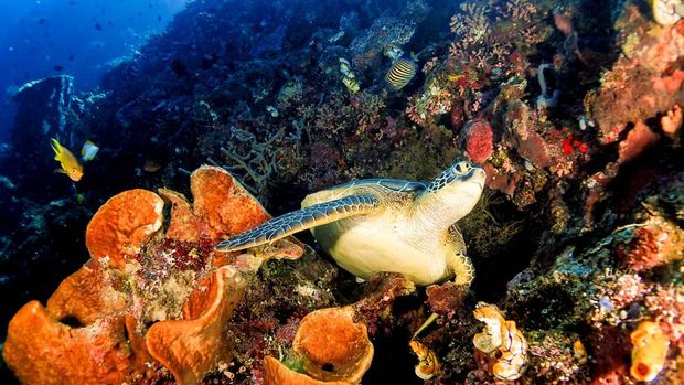 Keindahan bawah laut di Bunaken