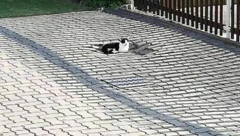 Wah, kucingnya merusak atau emang jalannya belum kering? Foto: Brightside