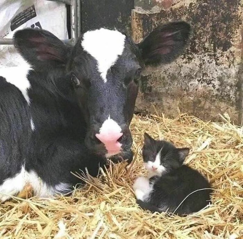 Kumpulan Foto Humoris yang Menghibur Weekend Kamu