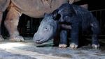 Lucunya Bayi Badak Sumatera yang Lahir di Taman Nasional Way Kambas