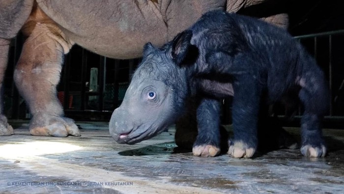 Lucunya Bayi Badak Sumatera yang Lahir di Taman Nasional Way Kambas Seekor anak badak Sumatera lahir di Suaka Rhino Sumatera Taman Nasional Way Kambas (SRS TNWK). Bayi badak lucu tersebut berjenis kelamin jantan.