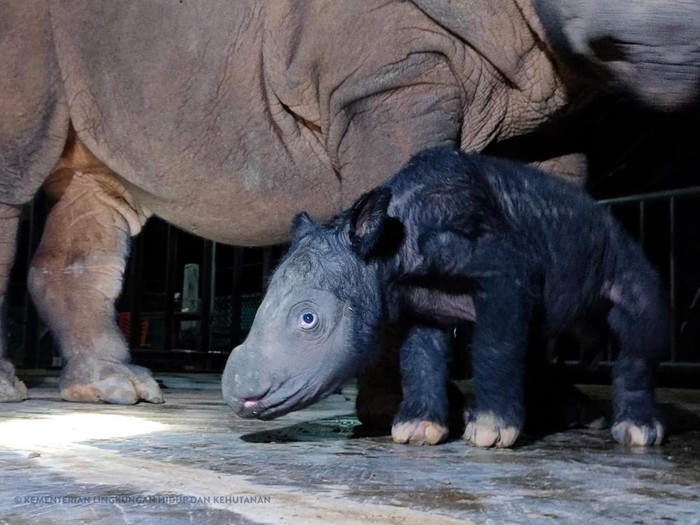 Seekor anak badak Sumatera lahir di Suaka Rhino Sumatera Taman Nasional Way Kambas (SRS TNWK). Bayi badak lucu tersebut berjenis kelamin jantan.