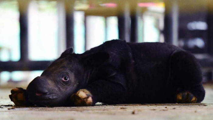 Seekor anak badak Sumatera lahir di Suaka Rhino Sumatera Taman Nasional Way Kambas (SRS TNWK). Bayi badak lucu tersebut berjenis kelamin jantan.