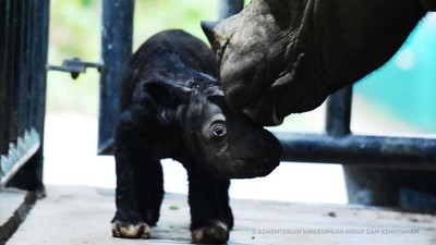 Lucunya Bayi Badak Sumatera yang Lahir di Taman Nasional Way Kambas