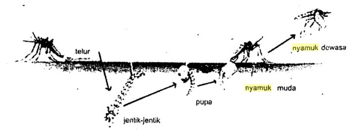 Metamorfosis nyamuk