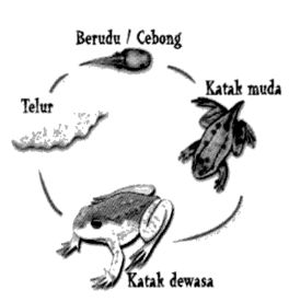 metamorfosis sempurna katak.