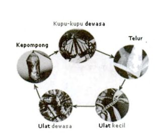metamorfosis sempurna kupu-kupu.