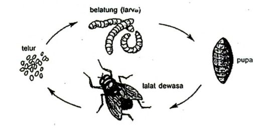 metamorfosis sempurna lalat.