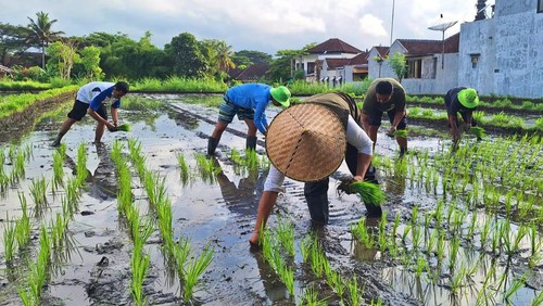 Penanaman demplot padi salibu di wilayah Kecamatan Karangasem beberapa waktu yang lalu. (dok. Dinas Pertanian Karangasem)