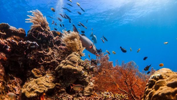 Pesona keindahan bawah laut di Raja Ampat