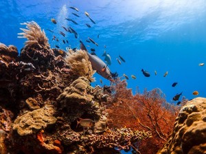 National Geographic Rilis Best of The World 2025, Ada Indonesia