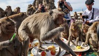 Kerumunan monyet berlarian serta melahap makanan yang tersaji itu.