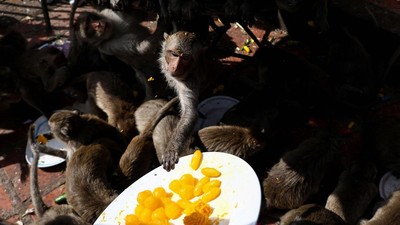 Keseruan Festival Monyet di Thailand