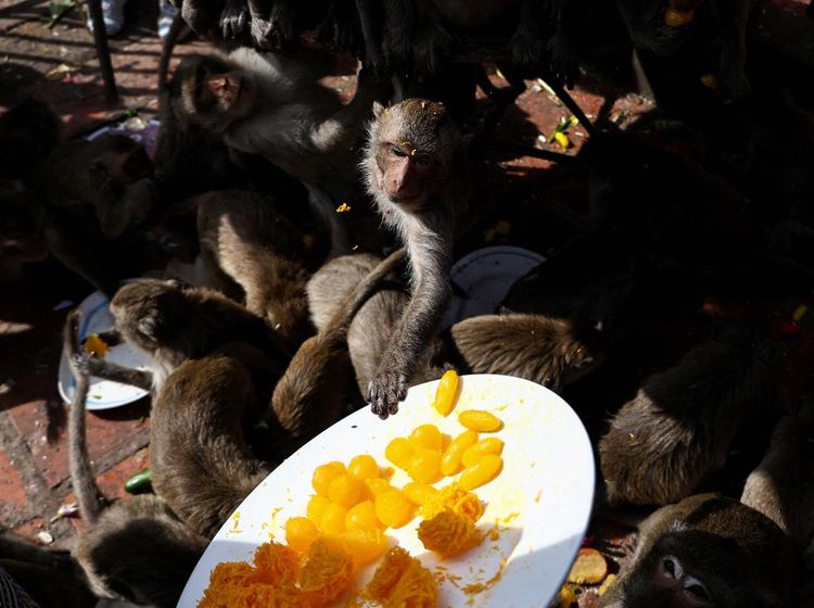 Keseruan Festival Monyet di Thailand