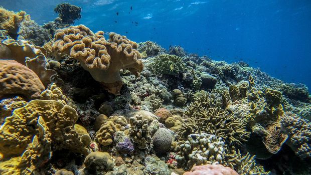 Pesona bawah laut Wakatobi