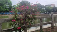 Lokasinya ada di Jalan Kusbini, Klitren, Kecamatan Gondokusuman, Kota Yogyakarta. Embung ini buka 24 jam dan tidak memungut biaya masuk alias gratis, traveler hanya perlu membayar biaya parkir sebesar Rp 2000.  