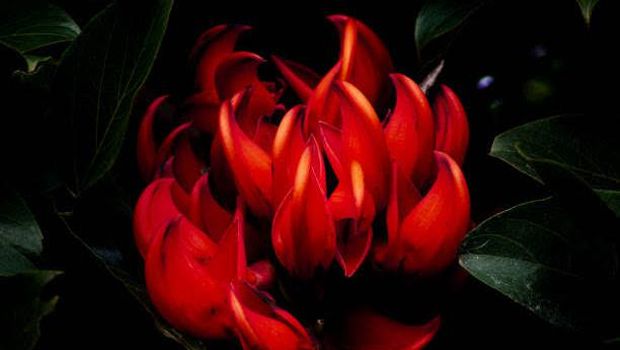 Flame of Irian